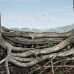 A picture of two trees with roots exposed