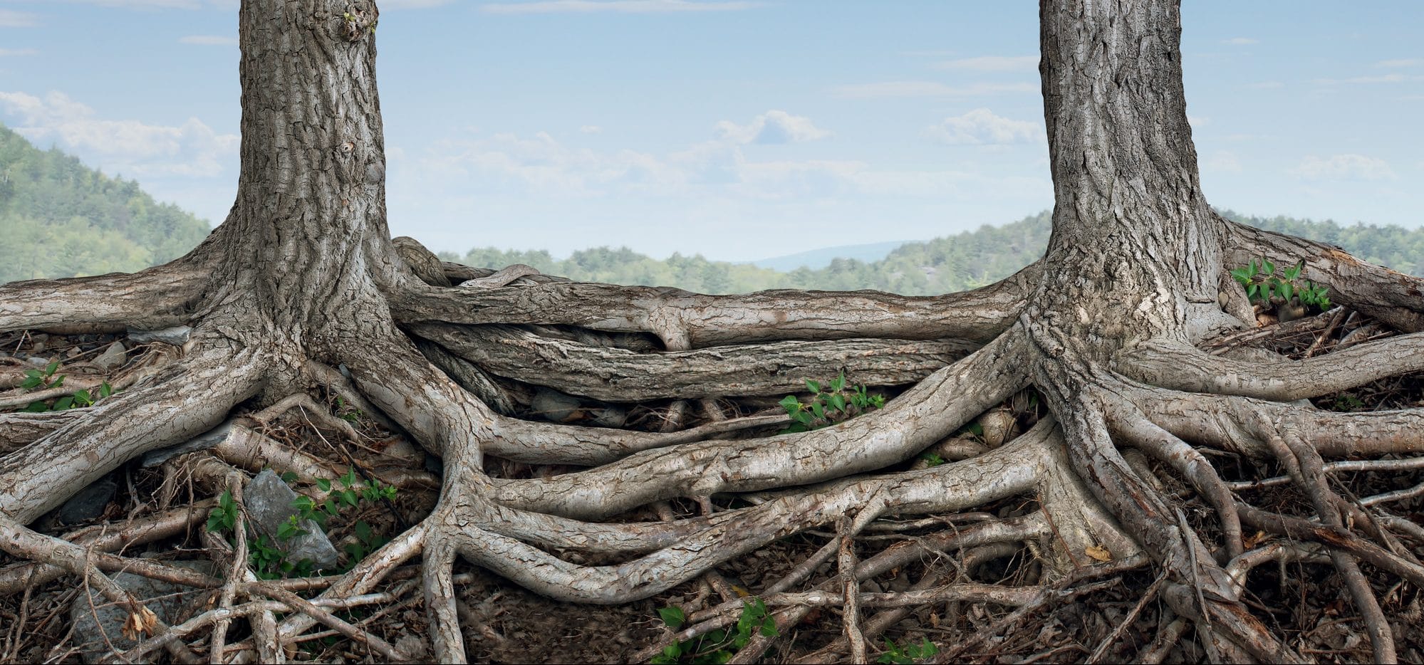 Can Tree Roots Damage My Foundation Affordable Concrete Services