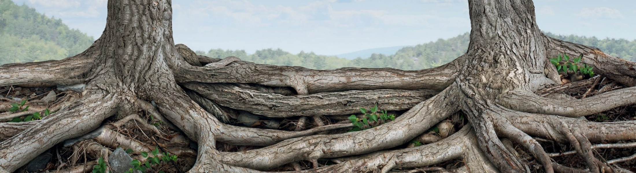 Can tree roots damage my foundation? Affordable Concrete Services